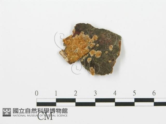 登錄號:F0002910藏品圖，第1張