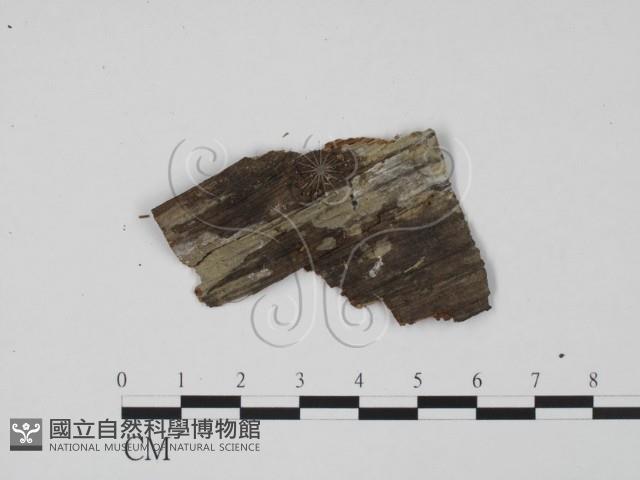 登錄號:F0012910藏品圖，第1張
