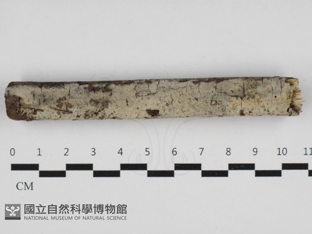 剛毛絲皮菌藏品圖，第1張