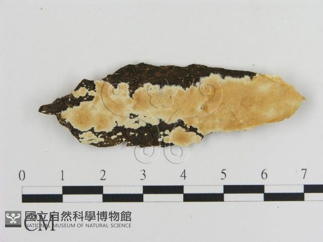 容氏菌屬藏品圖，第1張