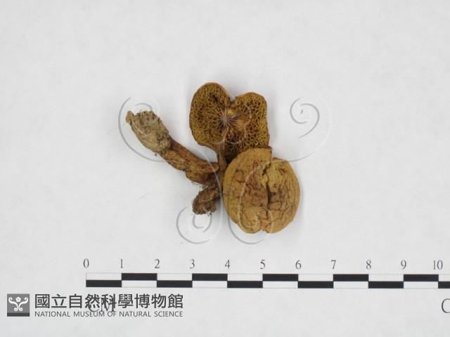 登錄號:F0025910藏品圖，第1張