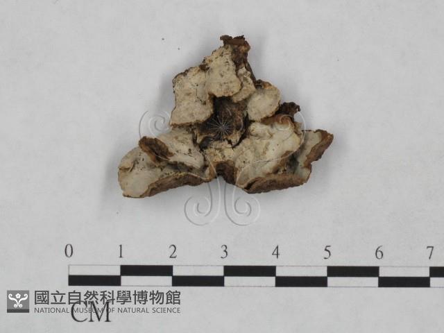 登錄號:F0023910藏品圖，第1張