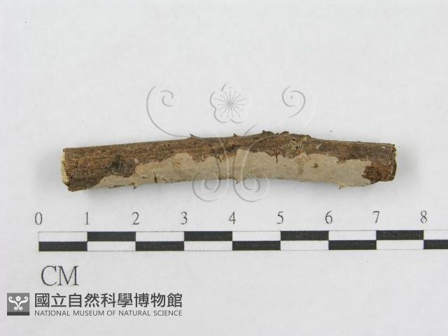 絲皮菌屬藏品圖，第1張