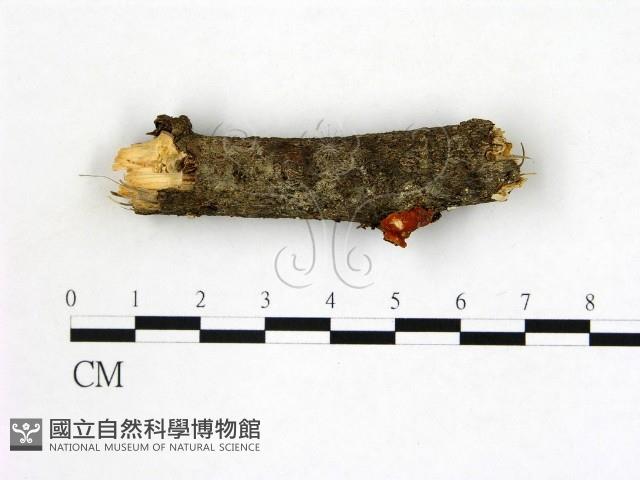 登錄號:F0013910藏品圖，第1張