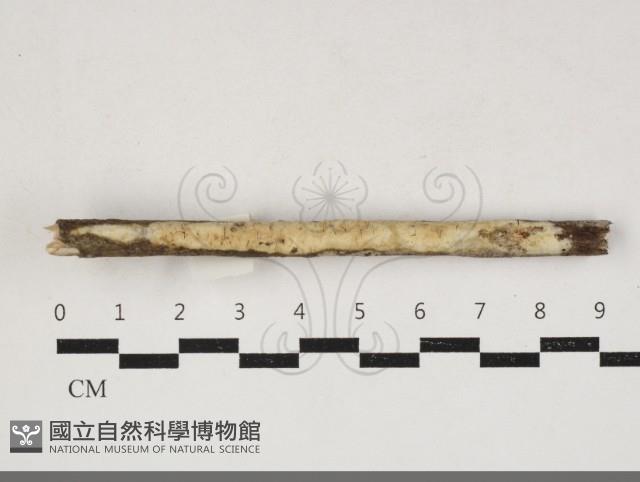 登錄號:F0033910藏品圖，第1張