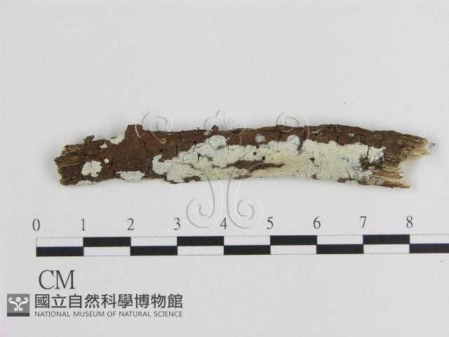 刺皮菌屬藏品圖，第1張