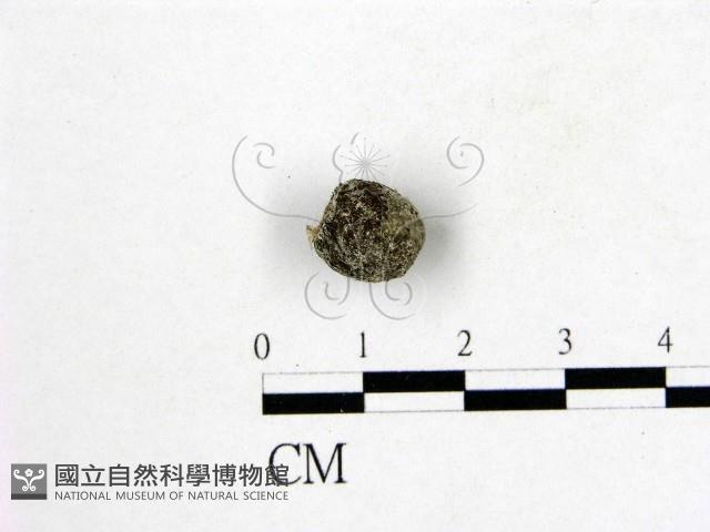 登錄號:F0000610藏品圖，第1張