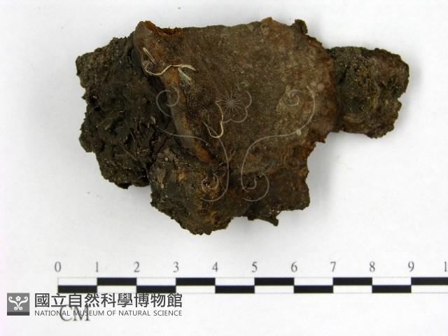 登錄號:F0010610藏品圖，第1張