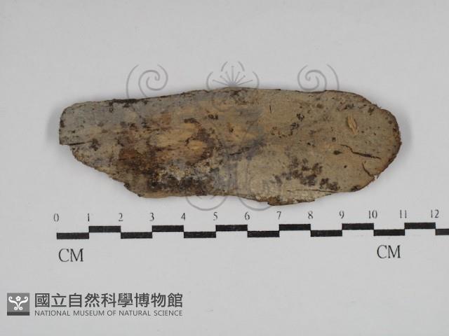 針齒銳岩菌藏品圖，第1張