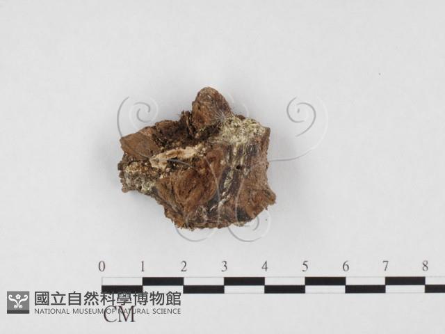 阿太菌屬藏品圖，第1張