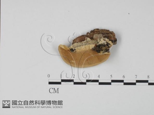 登錄號:F0006610藏品圖，第1張