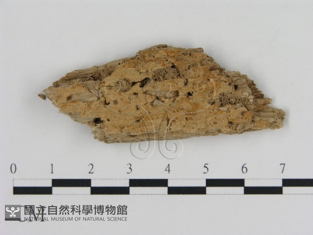 登錄號:F0016610藏品圖，第1張