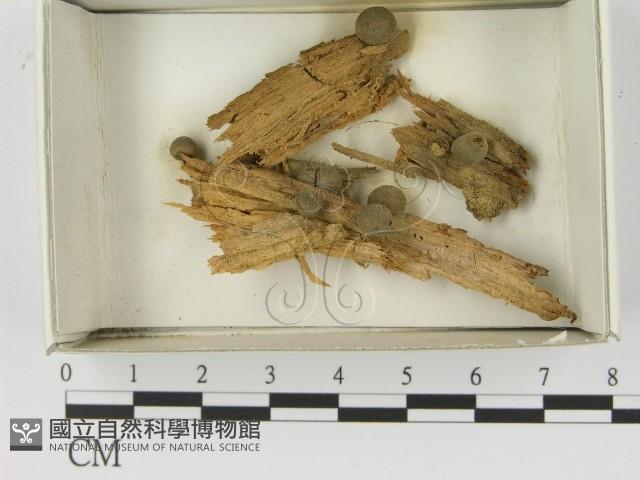 登錄號:F0021610藏品圖，第1張