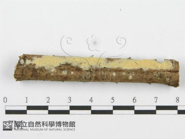 登錄號:F0001610藏品圖，第1張