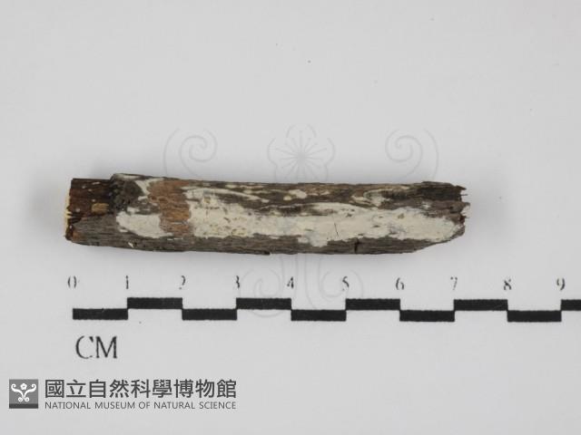刺皮菌屬藏品圖，第1張