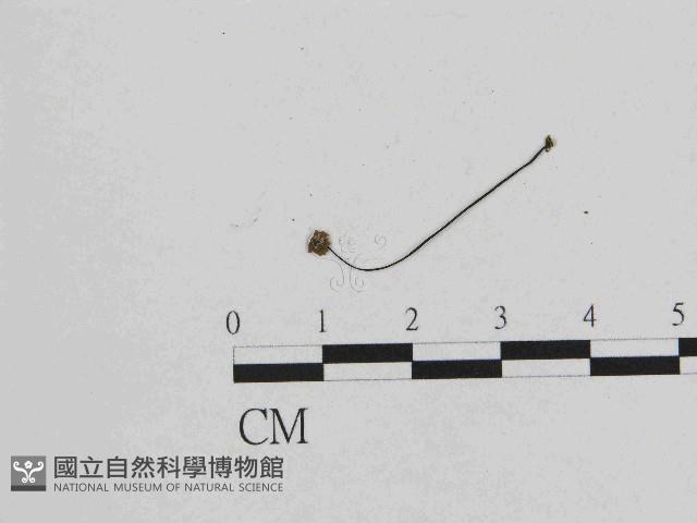 小皮傘屬藏品圖，第1張