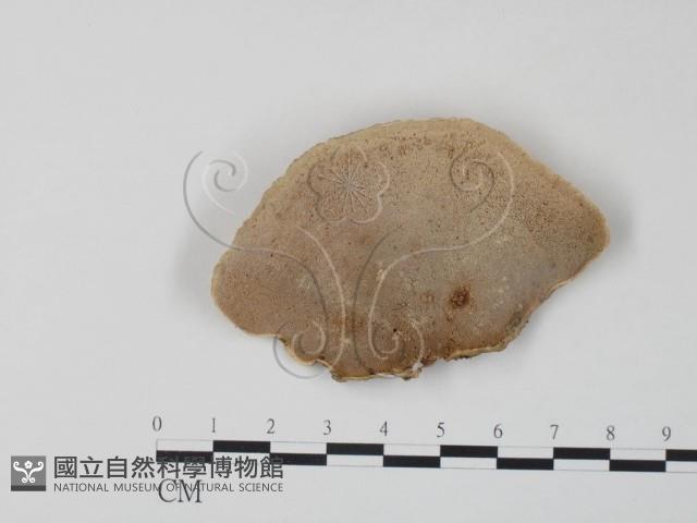 栓菌屬藏品圖，第1張