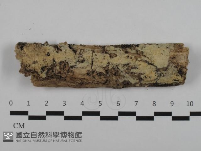 登錄號:F0032610藏品圖，第1張