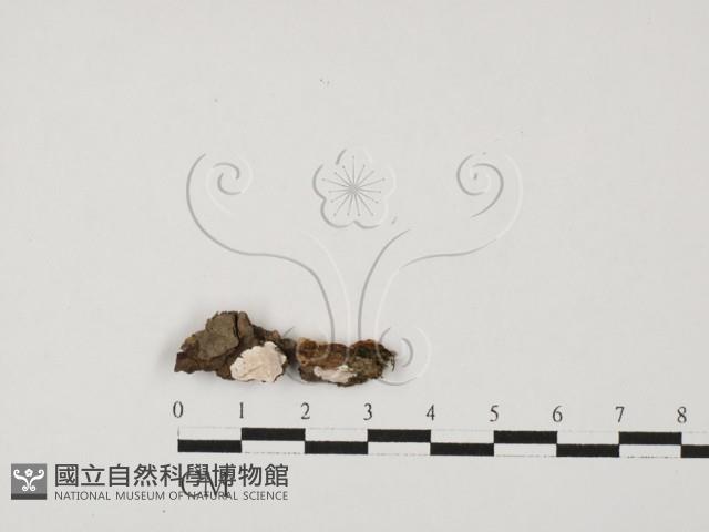 登錄號:F0027610藏品圖，第1張