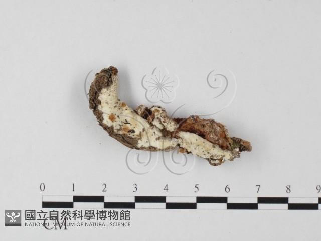 登錄號:F0025610藏品圖，第1張
