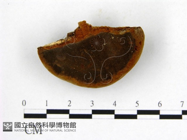 登錄號:F0005610藏品圖，第1張