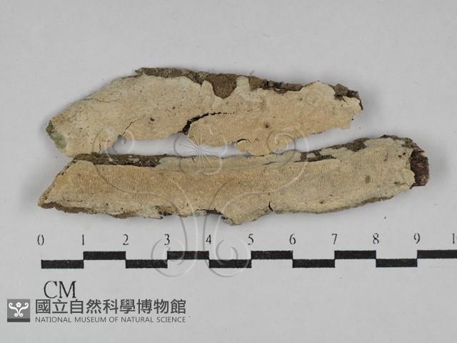 容氏菌屬藏品圖，第1張