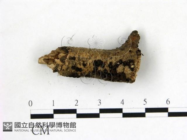 登錄號:F0019610藏品圖，第1張