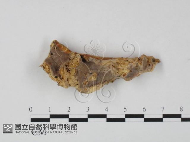 登錄號:F0023610藏品圖，第1張