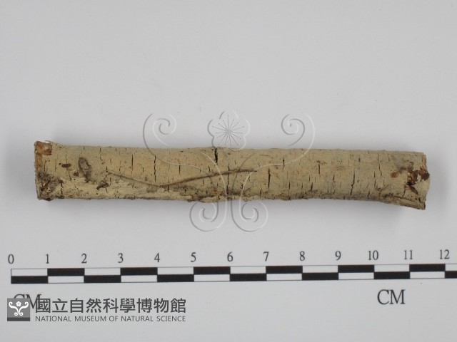 登錄號:F0003610藏品圖，第1張
