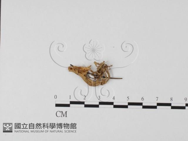 登錄號:F0013610藏品圖，第1張