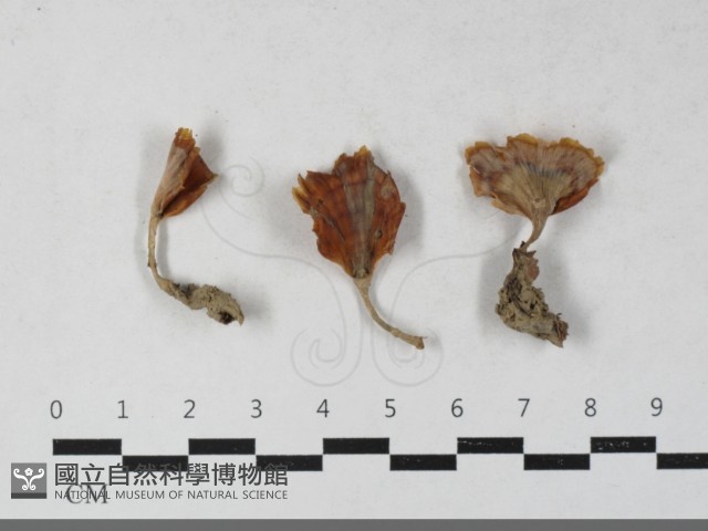 登錄號:F0033610藏品圖，第1張