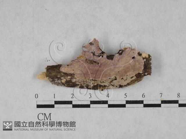 登錄號:F0028410藏品圖，第1張