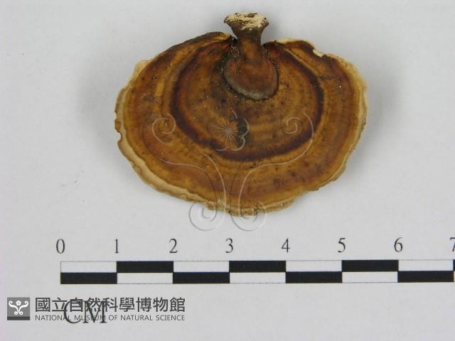 小孔菌屬藏品圖，第1張