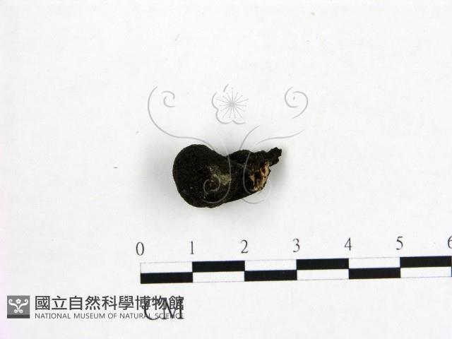 登錄號:F0000410藏品圖，第1張