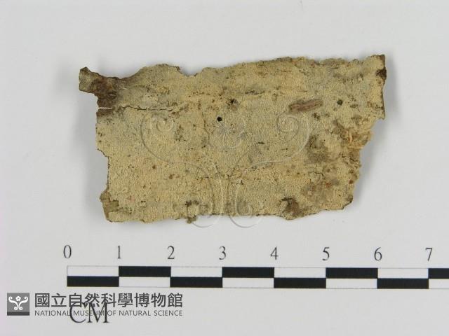 登錄號:F0010410藏品圖，第1張