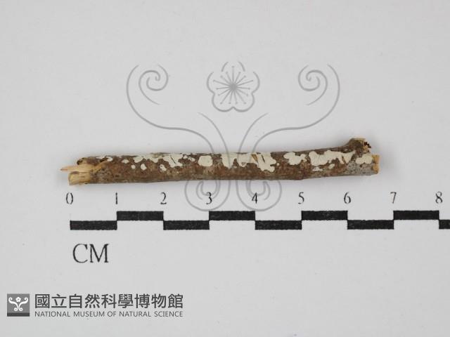 登錄號:F0030410藏品圖，第1張