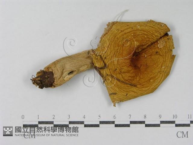 登錄號:F0016410藏品圖，第1張