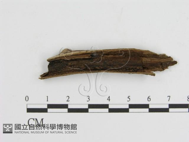 登錄號:F0021410藏品圖，第1張