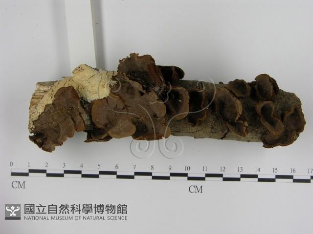 刺革菌屬藏品圖，第1張