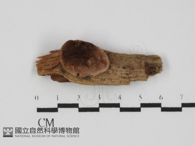 登錄號:F0031410藏品圖，第1張