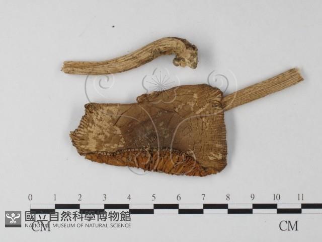 鵝膏屬藏品圖，第1張