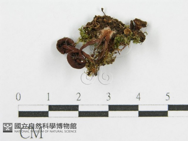登錄號:F0014410藏品圖，第1張