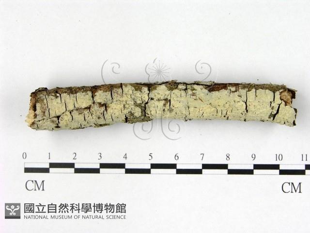 登錄號:F0022410藏品圖，第1張