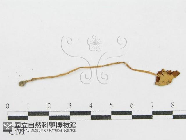 登錄號:F0012410藏品圖，第1張