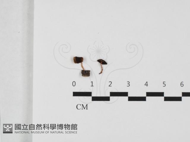 登錄號:F0032410藏品圖，第1張