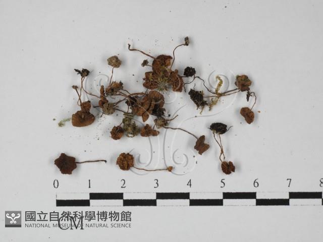 登錄號:F0027410藏品圖，第1張