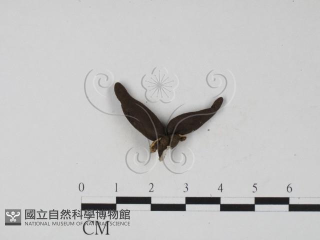 登錄號:F0007410藏品圖，第1張