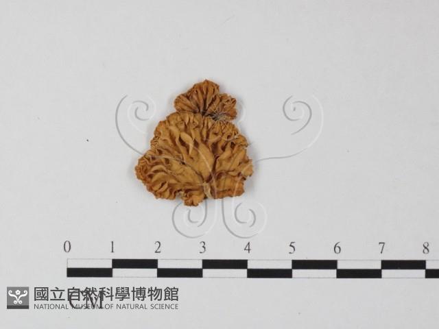 登錄號:F0025410藏品圖，第1張
