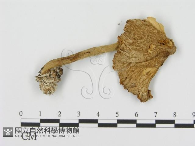 登錄號:F0005410藏品圖，第1張