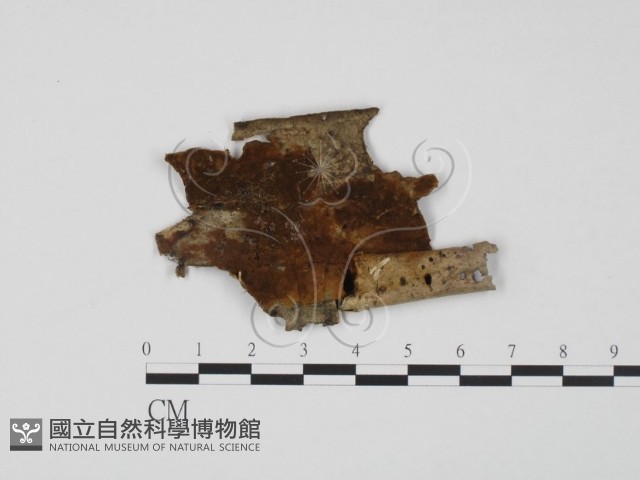 登錄號:F0015410藏品圖，第1張